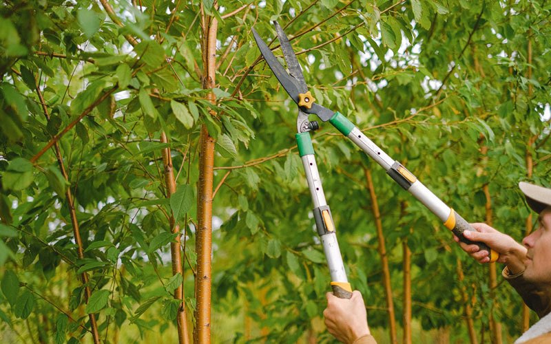 Tree trimming in South Fallsburg, NY